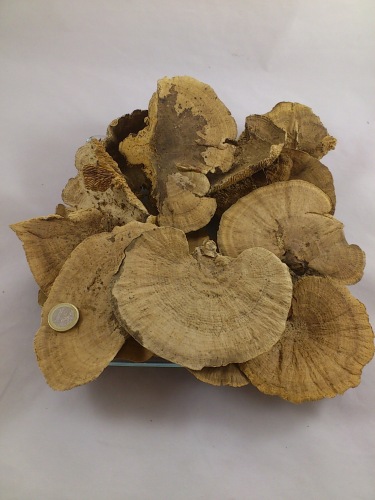 Elfenbankje (sponge mushroom) naturel 250 gr.